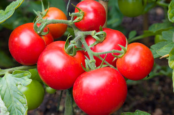 Ripe tomatoes in a garden.