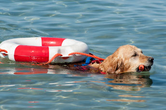 This canine lifeguard helps save lives.