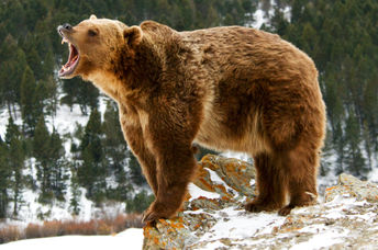 Grizzly bear.