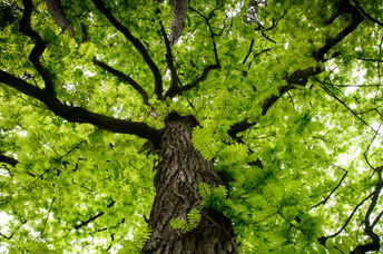 The top of an old tree.