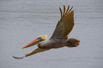 Brown pelican in flight.
