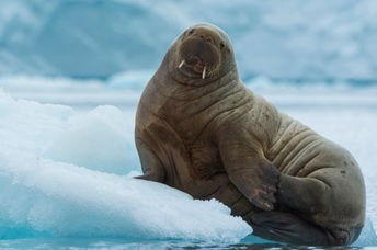 A walrus resting on the ice.