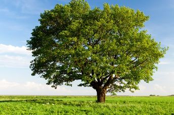 An oak  tree in a field.