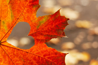 An autumnal red maple leaf with a heart cut out of it, a symbol of love and caring for Thanksgiving.