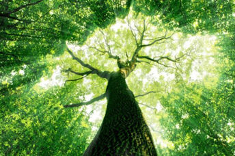 Sunlight through a tree