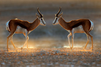 Springbok antelope seen on sunset on safari in Namibia