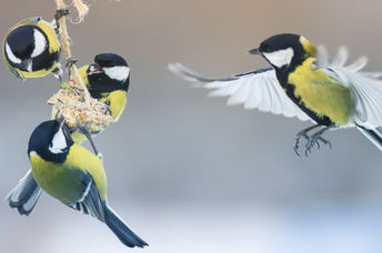 Winter birds happily feed on a homemade suet cake hanging in a garden.