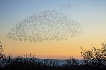 Murmuration over Shell Bay in Dorset, England