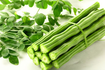 Just harvested moringa oleifera .