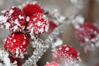 Winter berries.