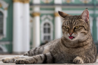 Tabby cat in the courtyard of the Winter Palace, St. Petersberg.