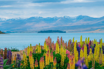 Landscape of New Zealand.