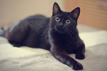 A black cat lies on a bed.