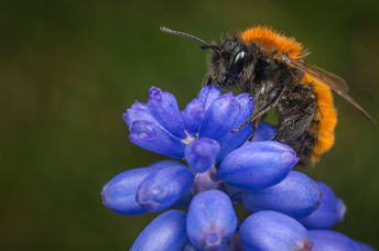Female Tawny Mining Bee on a hyacinth flower.