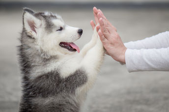 Adorable dog doing tricks.