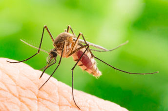 A mosquito about to strike.