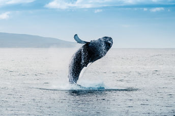 Whale jumping out of the waters off Iceland.