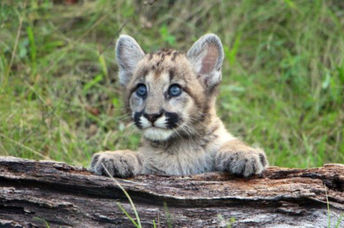 Mountain lion cub playing on a log