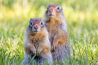 Cute ground squirrels.