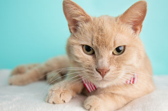 Cute, beige short haired young adult rescue cat.