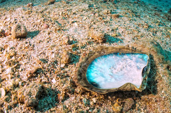 Mother of Pearl shells.