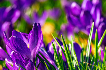 Early spring flowers will bring joy.