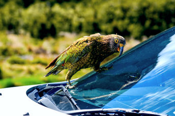 Cheeky Kea Parrot on a car on the road to  Milford Sound, New Zealand