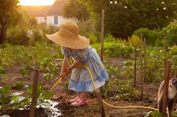 A little girl wearing a straw hat waters a vegetable garden.