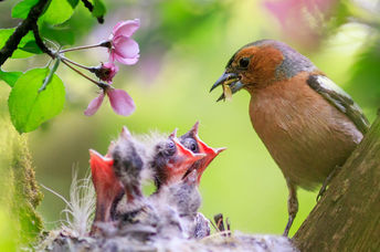 A male finch feeds its hungry chicks in a spring garden.