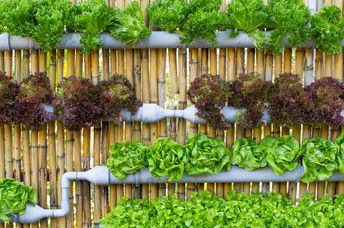 Growing vegetables in a vertical garden.