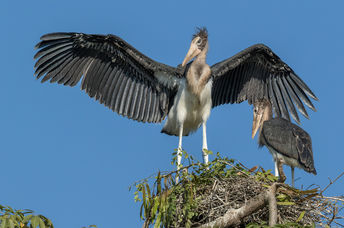 Two nestlings of the Lesser Adjutants storks that will be protected in Nepal.