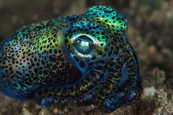 Colorful squid skin has inspired useful items