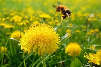 A bee is about to take pollen from a dandelion flower.