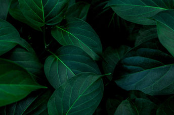 Leaves have their own music.