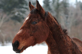 Representation  of a bay gelding thoroughbred.