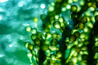 Algae in a research laboratory.