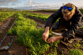 Sowing plants that grow in saltwater