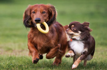 Dogs playing at the dog park.