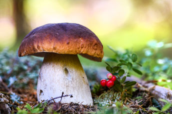A mushroom in a forest.