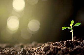 Growing plants without sunlight.