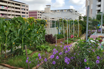 Food grown on an urban rooftop.
