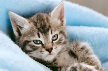 This small gray kitten is cozy at home.