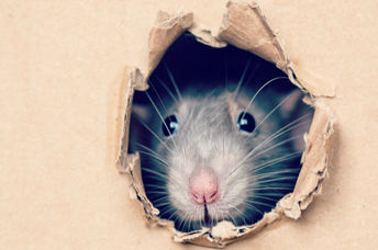 Cute rat peeps out of a hole in a box.