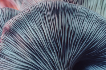 Close-up image of beautiful bunch mushrooms.