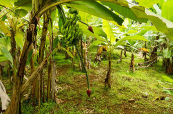 Banana tree in a food forest.