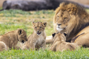 Baby lion cubs at the Taronga Western Plains Zoo.