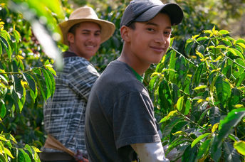 Farmers harvesting coffee.