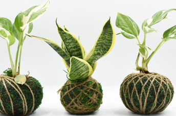 Snake and pathos kokedama plants.