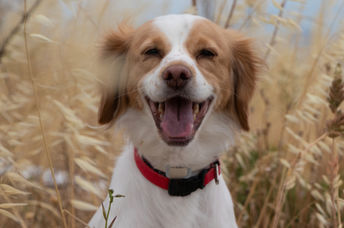 Dexter, the upstanding Brittany spaniel.