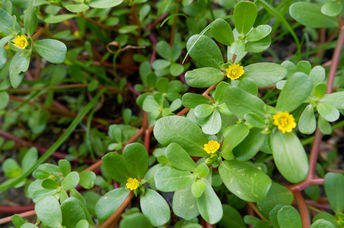This common weed could be the solution to climate change.